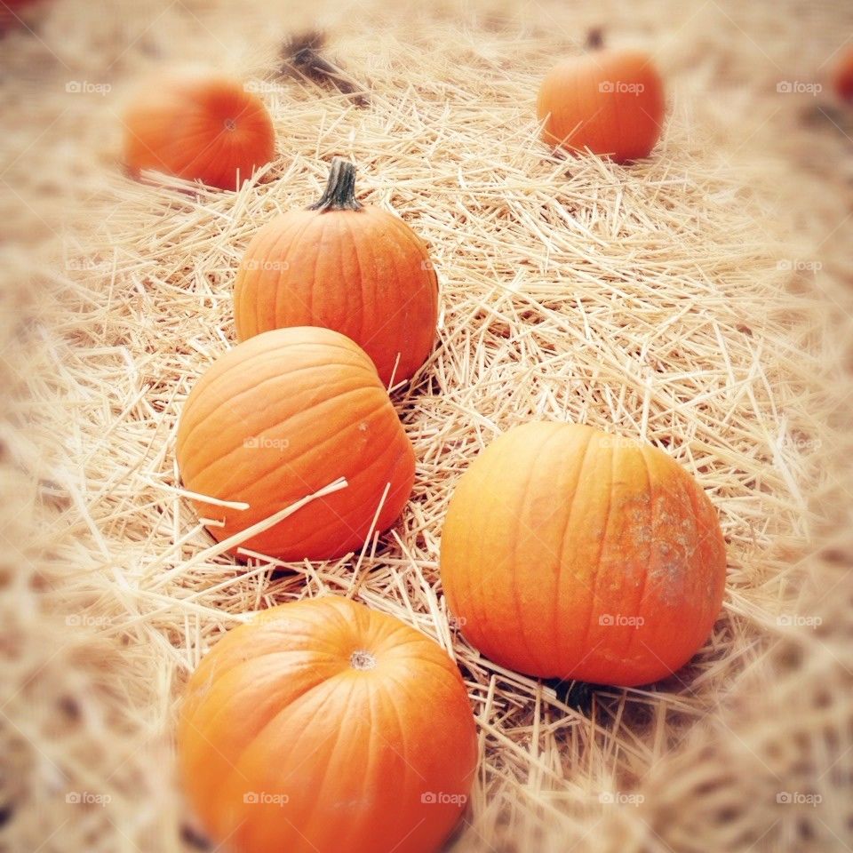 Pumpkin patch fall Halloween