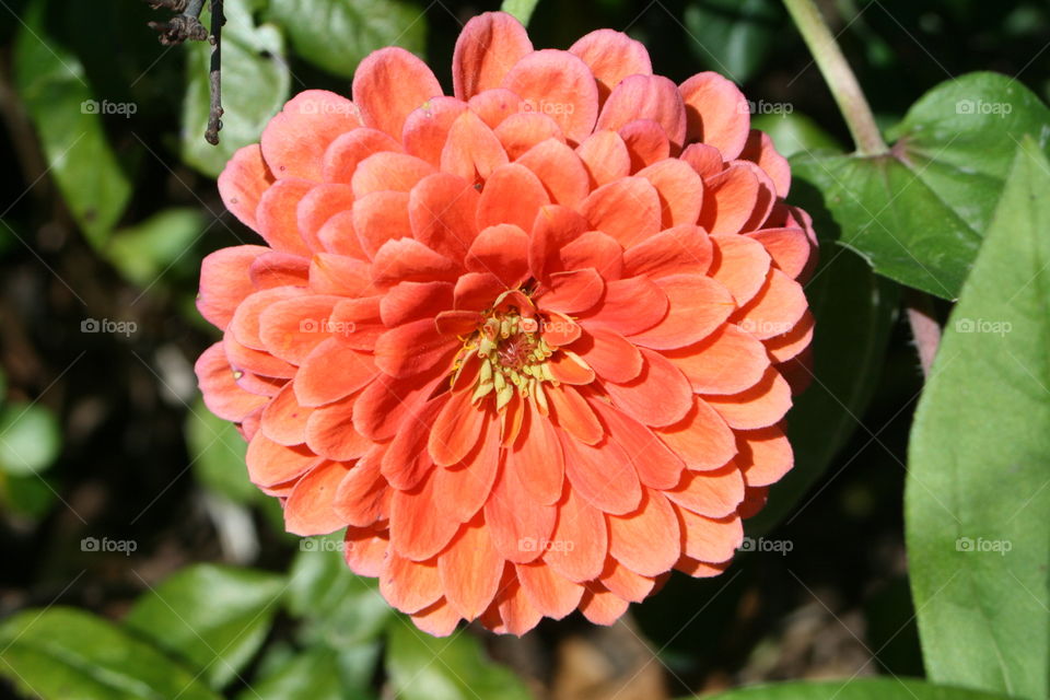 Orange Bloom