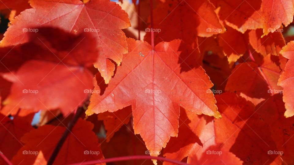 Red leaves 