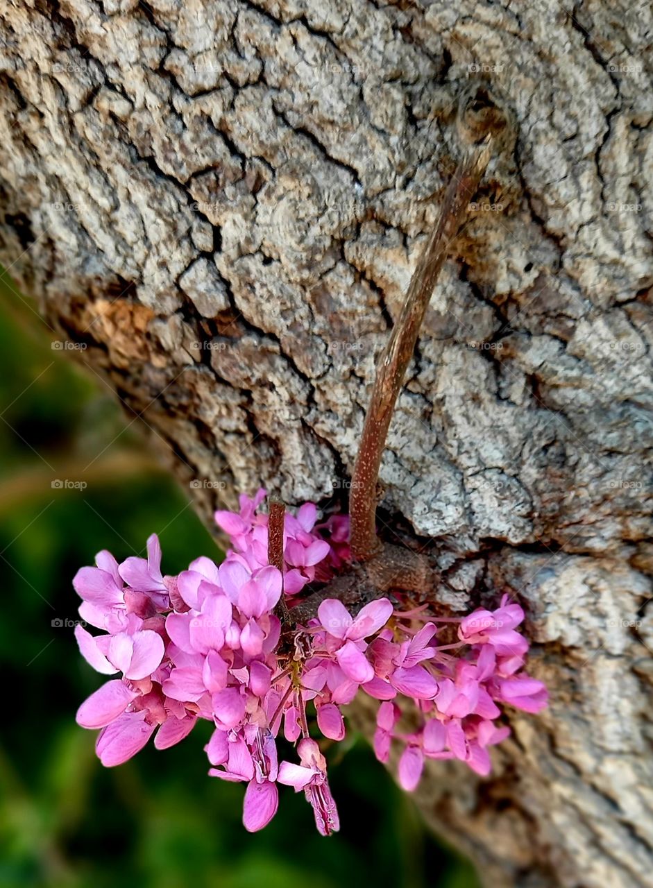 flowers and plants