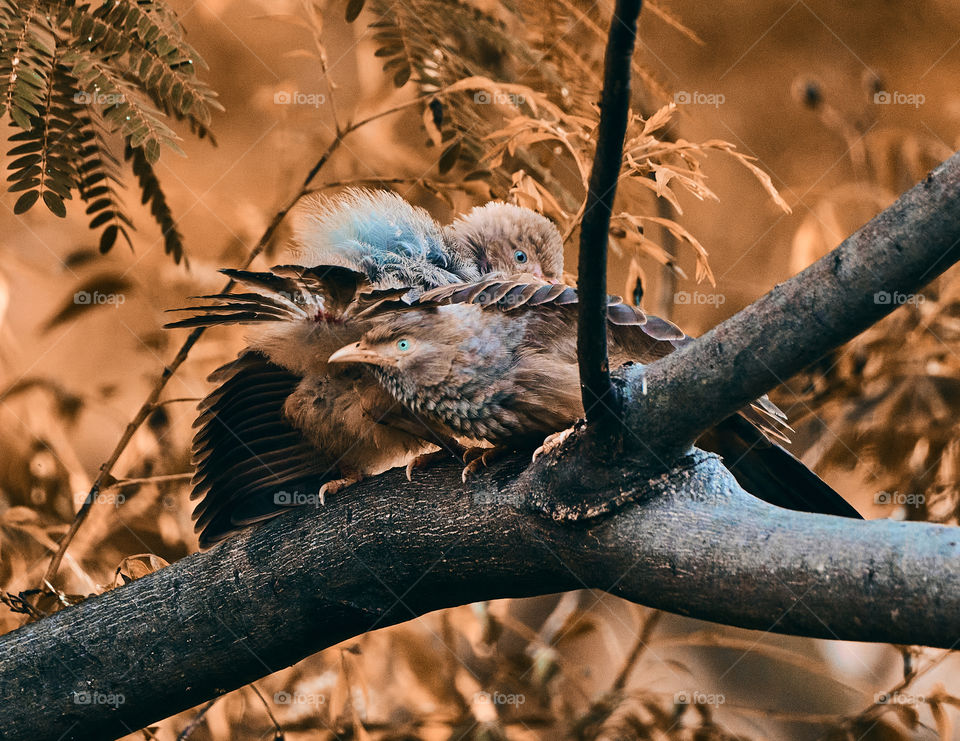 Bird photography  - yellow babbler  - perching