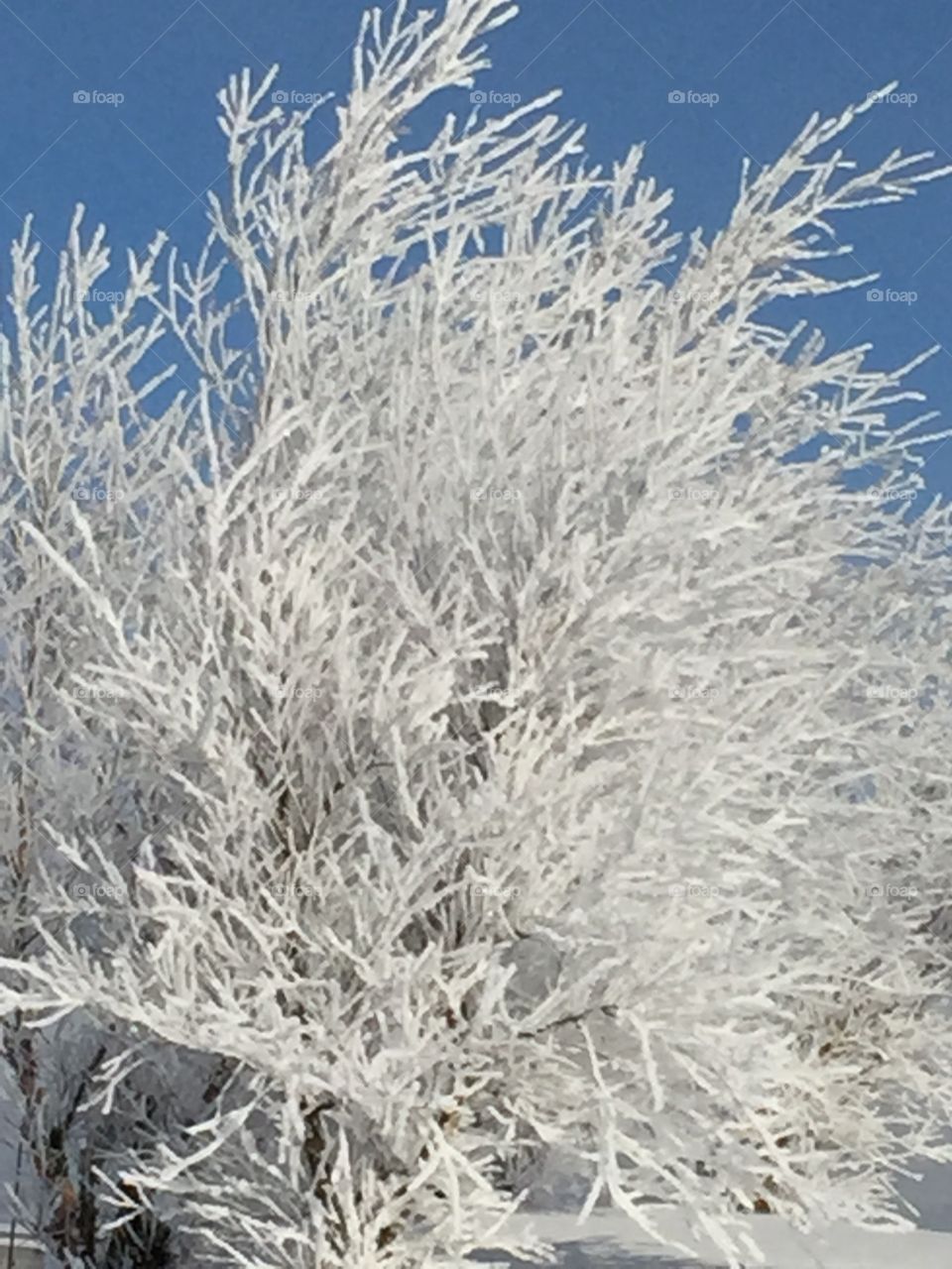 Touched by Jack Frost