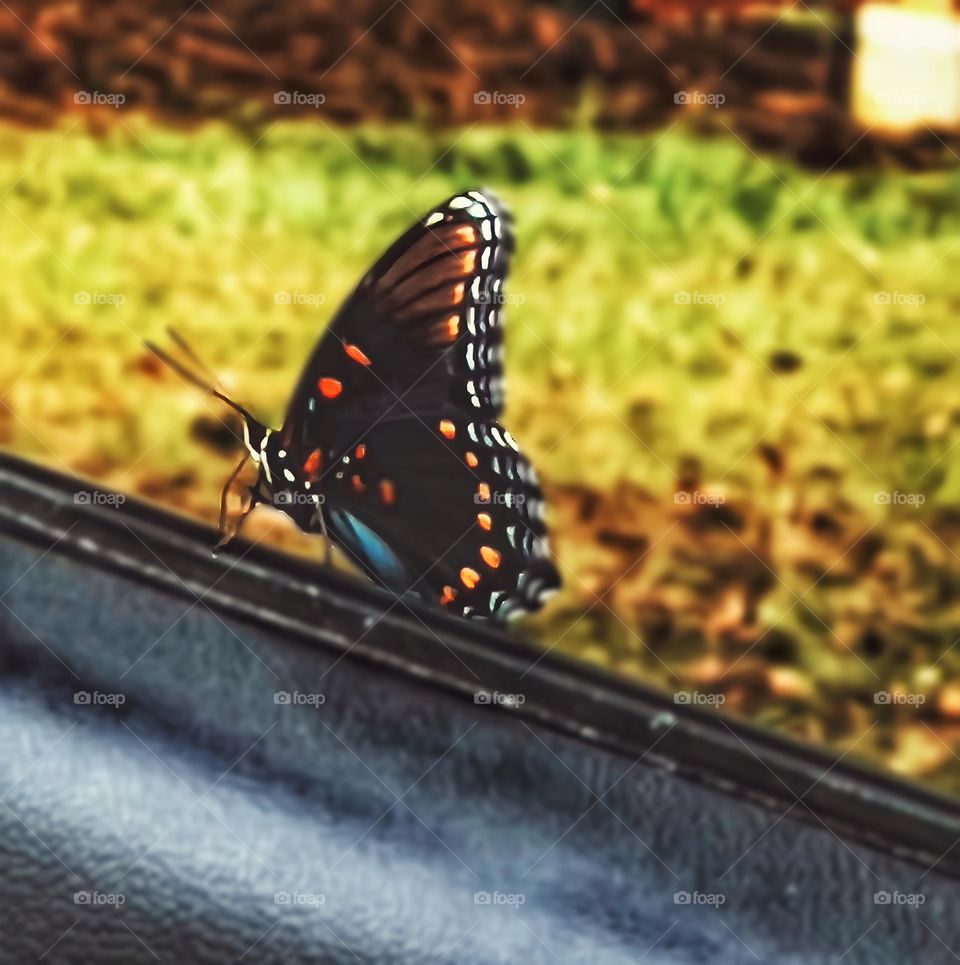 A butterfly landing on the window seal right before a rain storm.