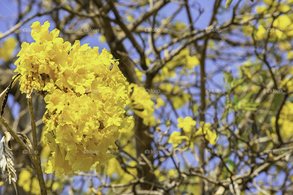 Bright yellow flowers or Peltophorum pterocarpum on the trees and the sky in the garden.