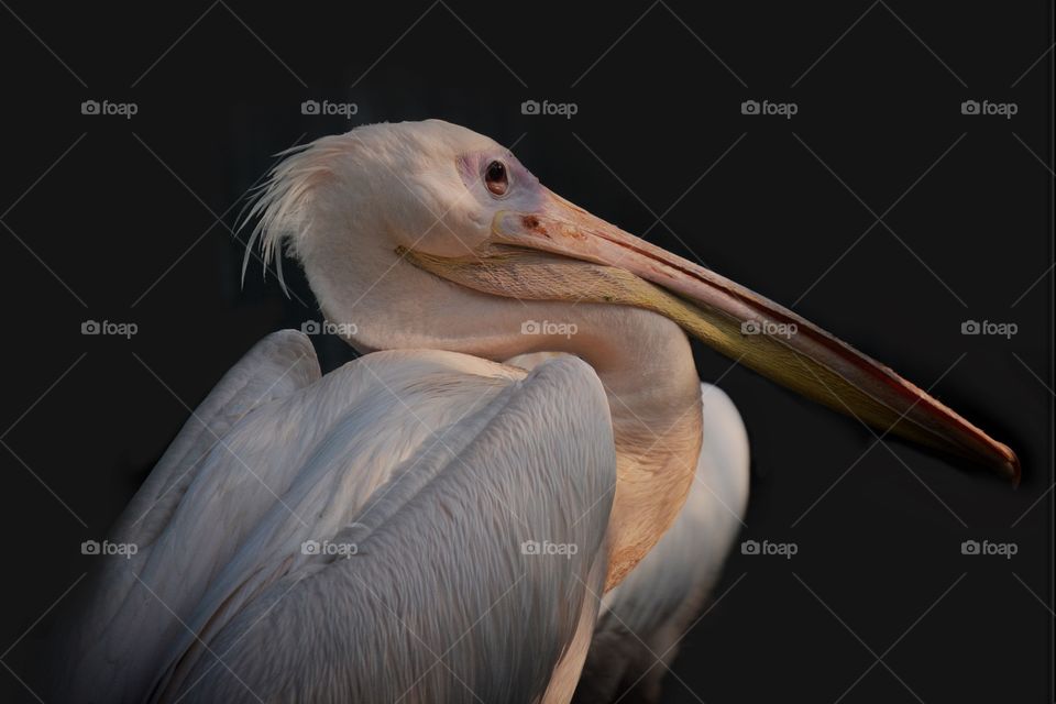 Great white pelican 