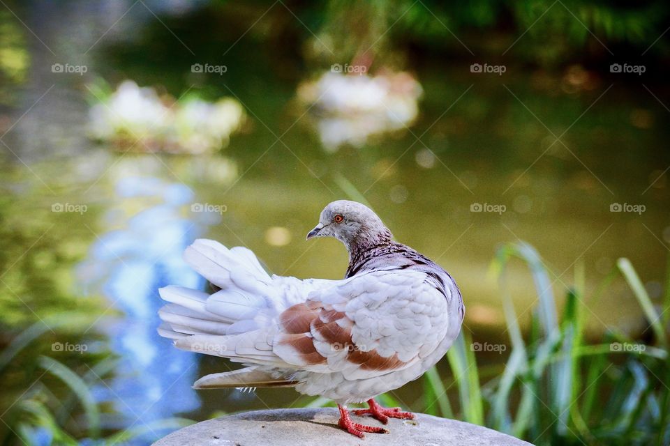 Pigeon in a park
