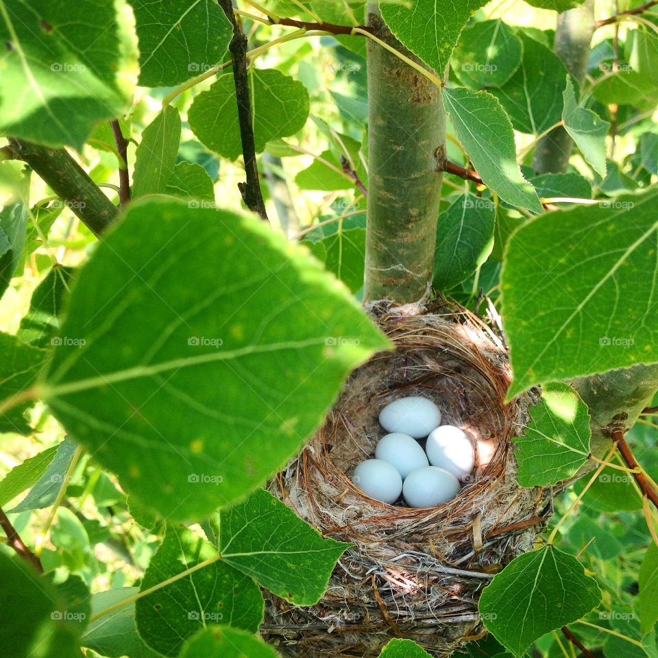 Little discoveries . Robins nest with eggs 