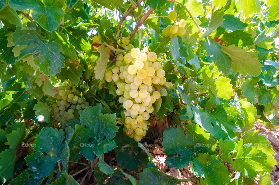 Grape cluster