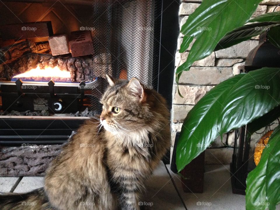 A cat sitting on floor near by fireplace