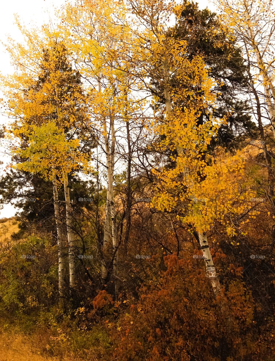 Fall, Wood, Leaf, Tree, No Person
