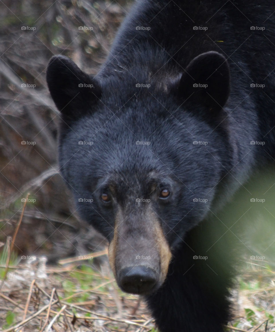 Black bear in Banff National park