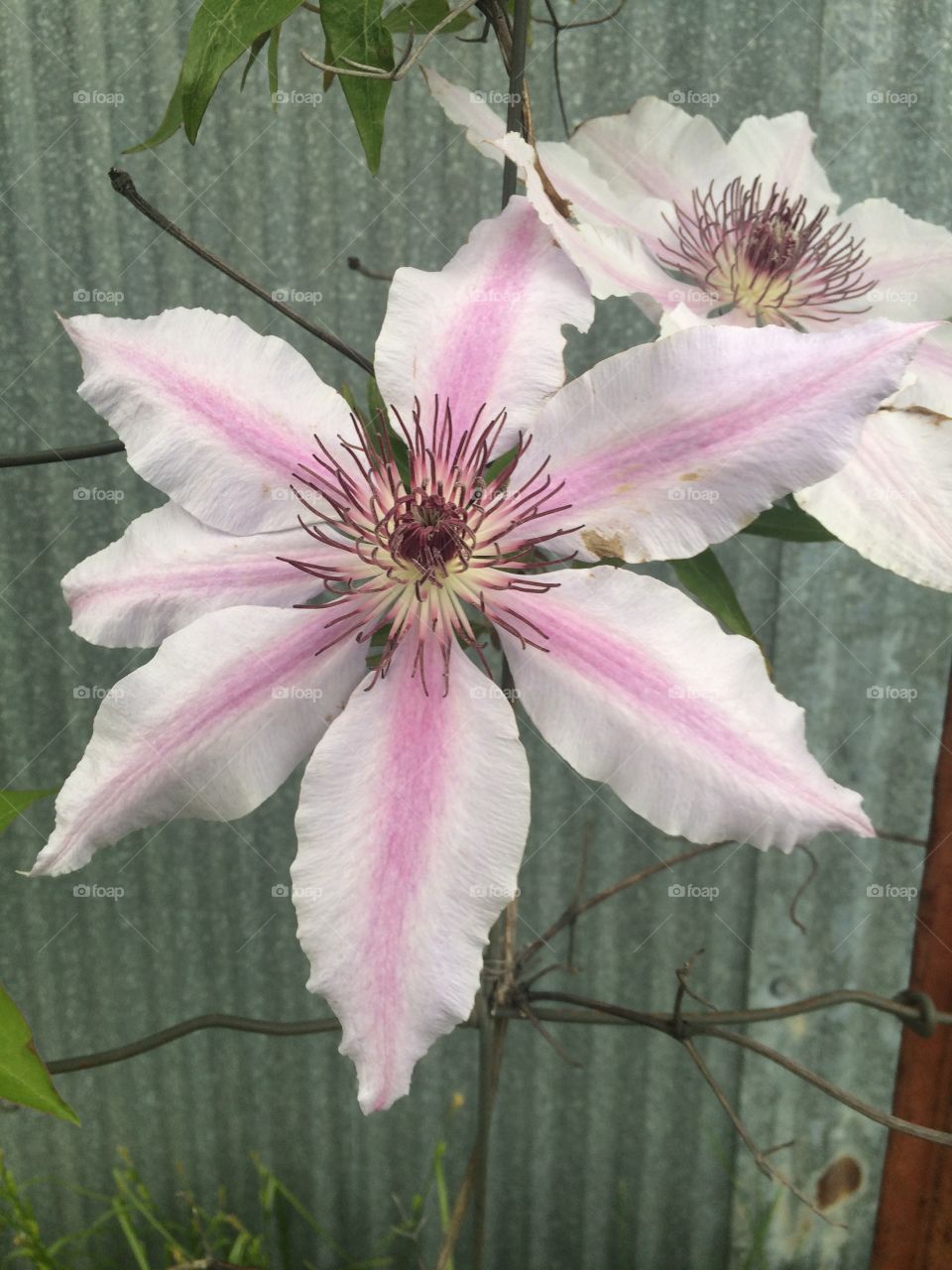 Clematis on a gloomy spring day. 