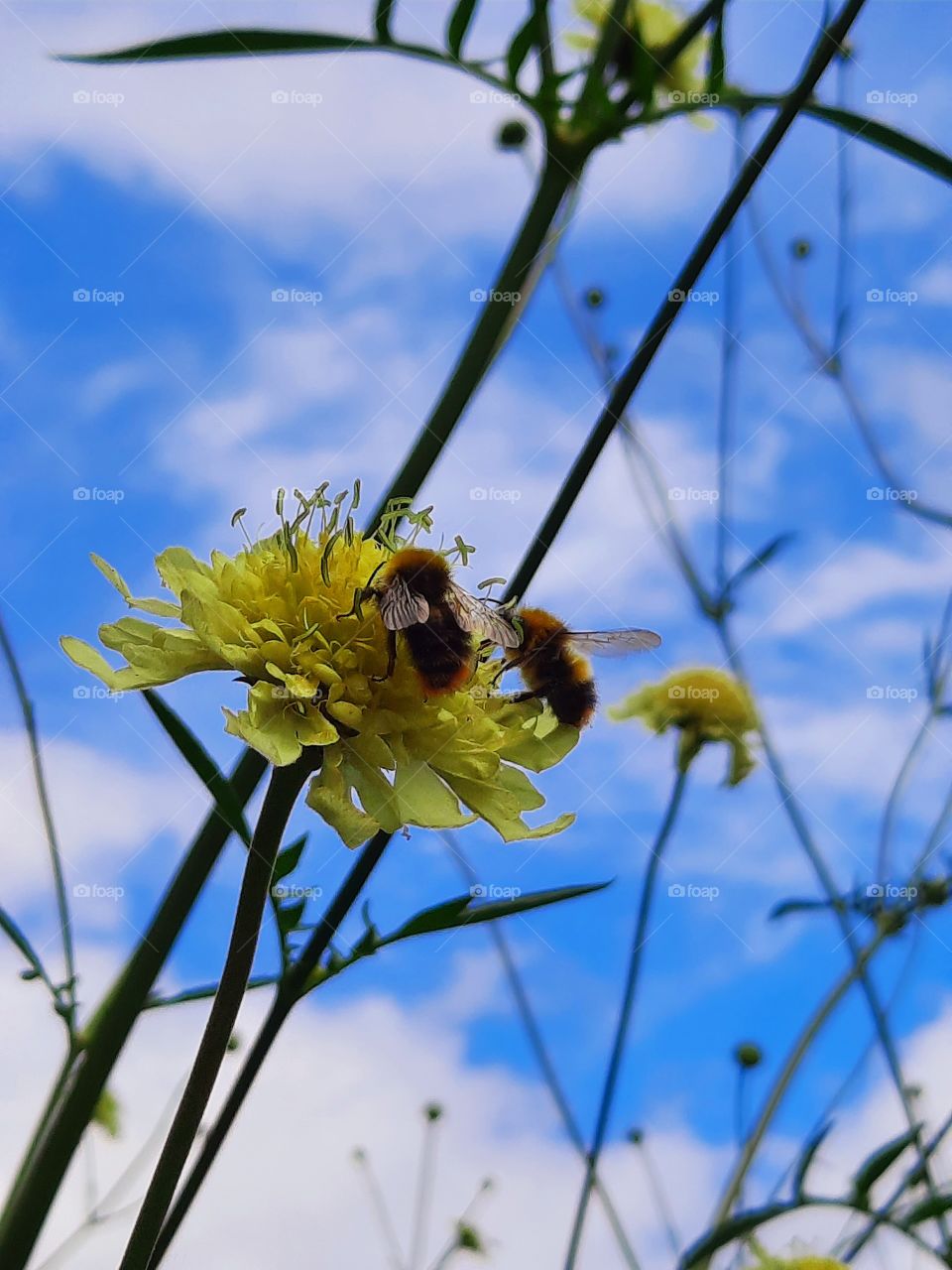 bees on yellow flower of giant scabiosa (Cephalaria gigantea)