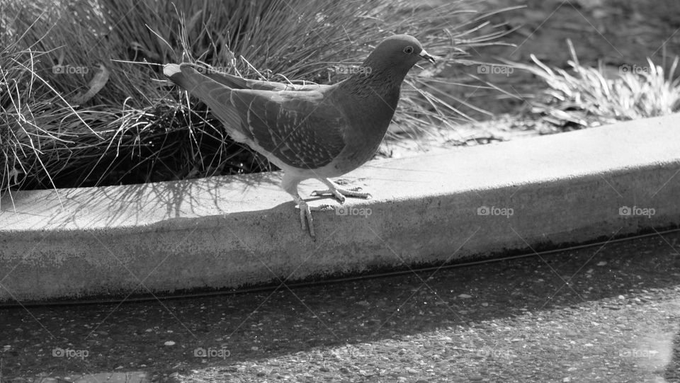 City pigeon on the curb.