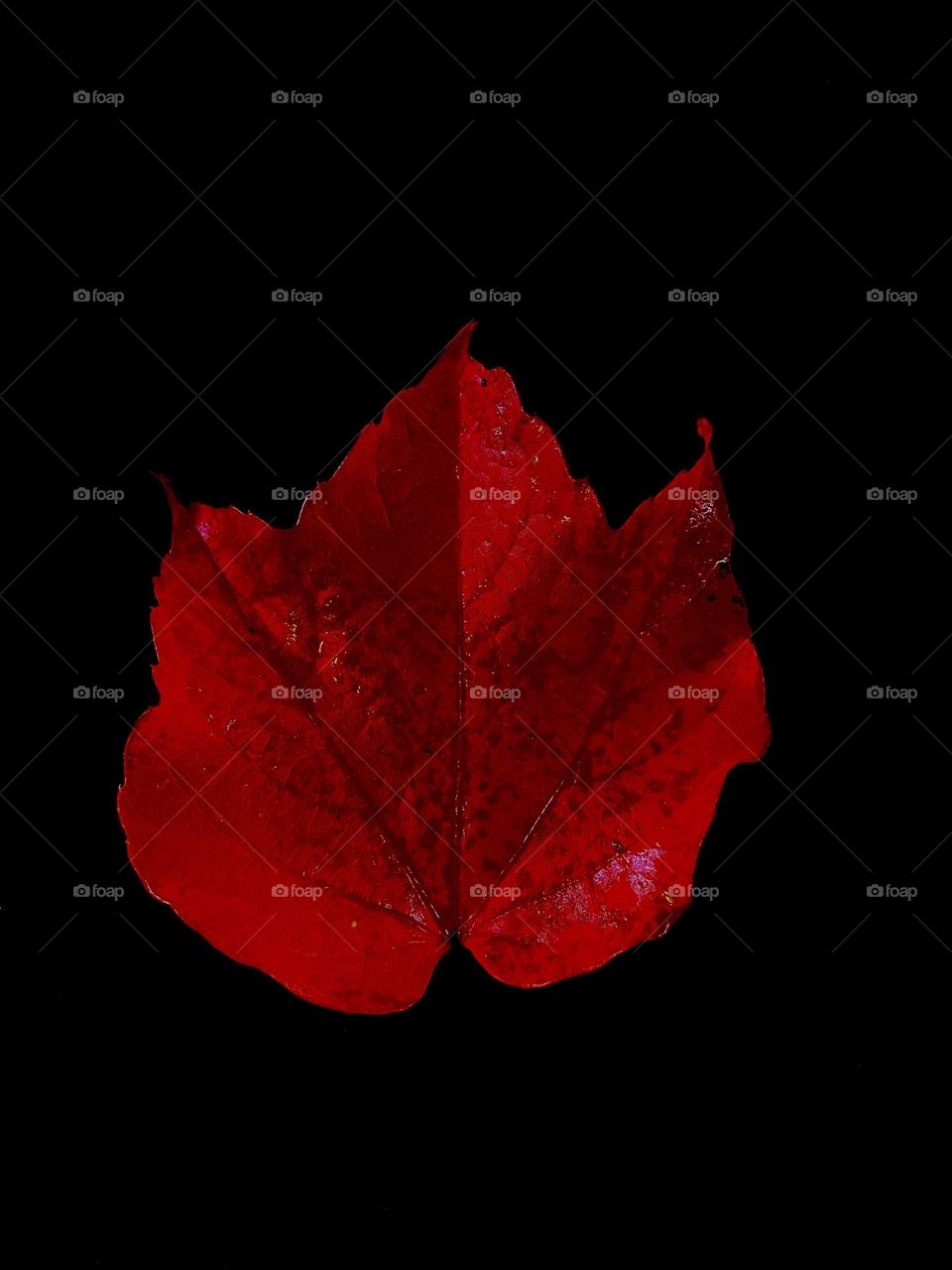 Red Maple leaf on black background 