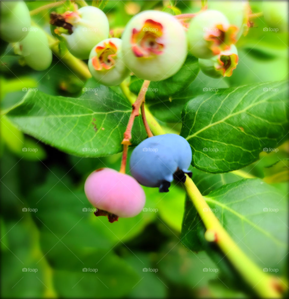 Blueberries in progress….- Arandanos en progreso….
