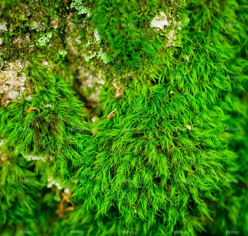 More algae on the trees like a forest within a forest in the macro world. 