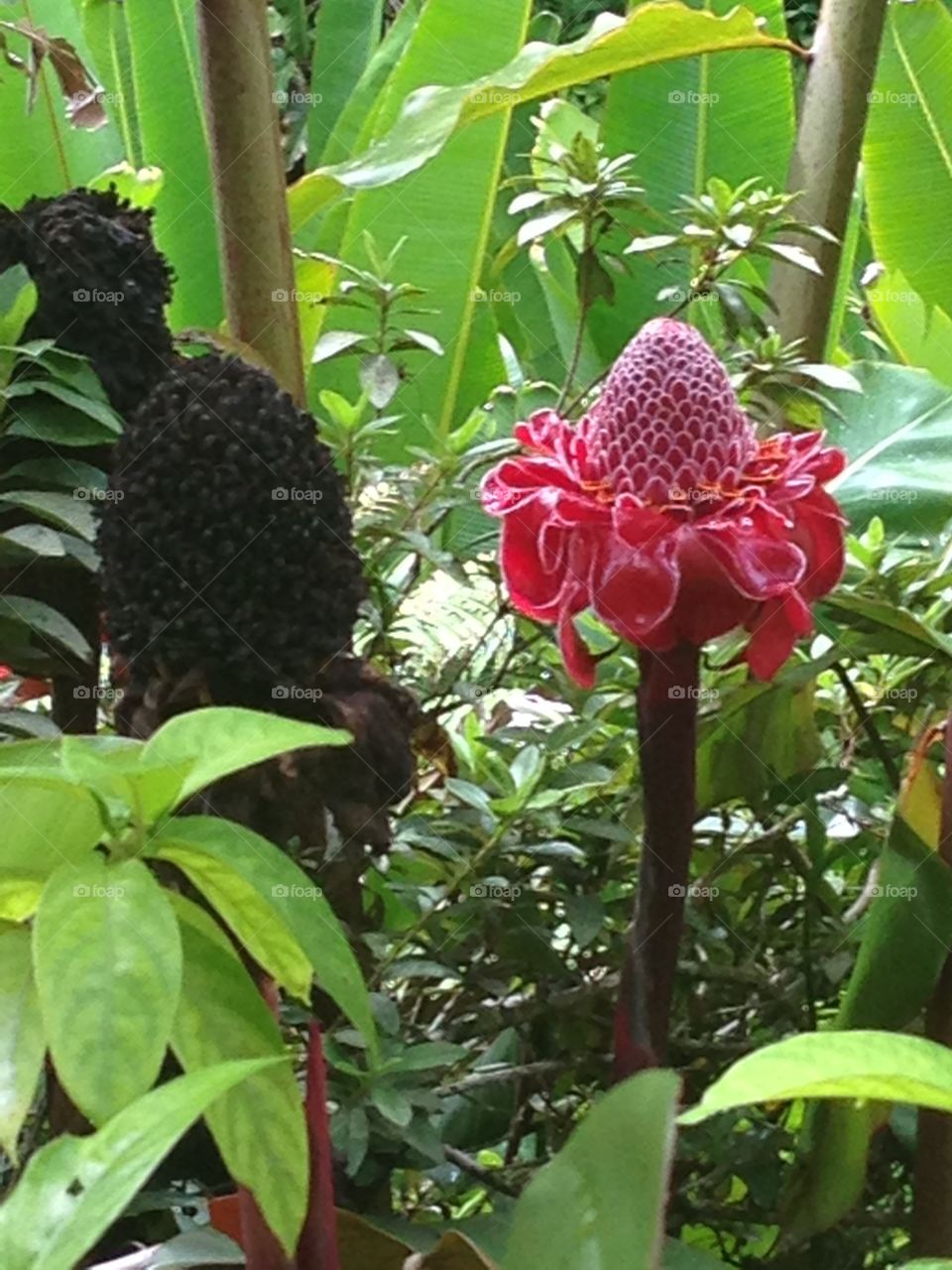 Close-up of wildflower
