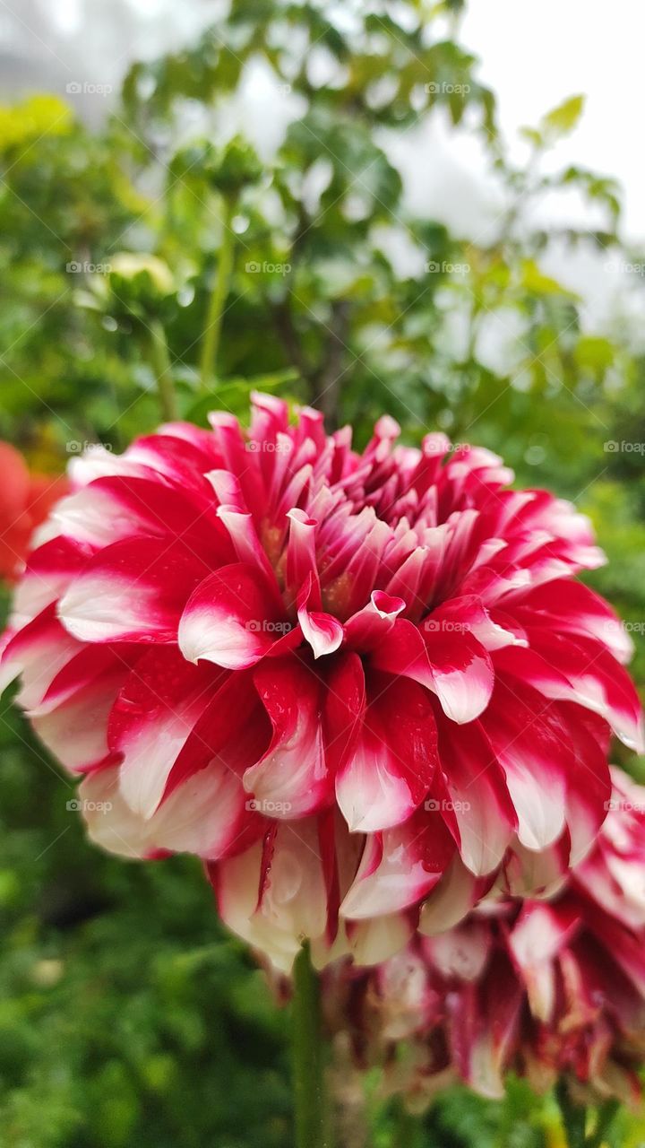 Dahlia delight