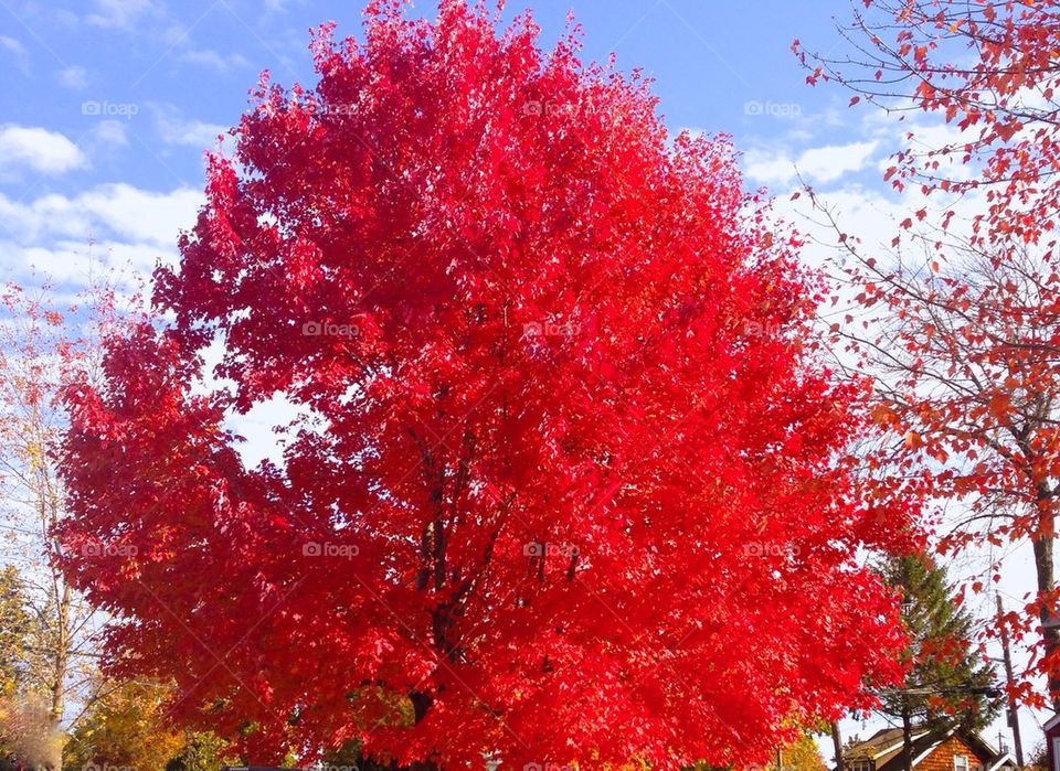Glimmering red tree
