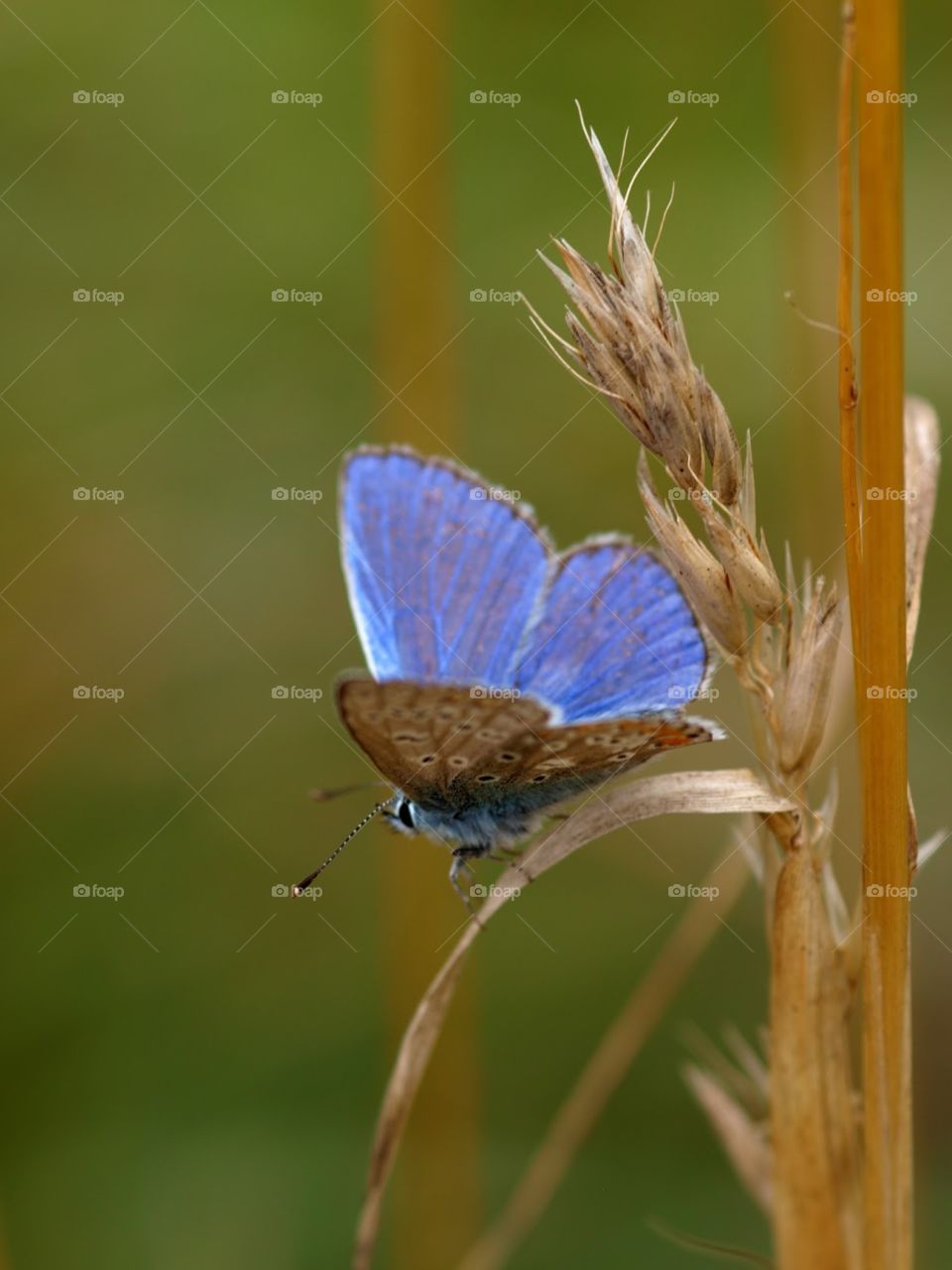 Silver studded blue butterfly 