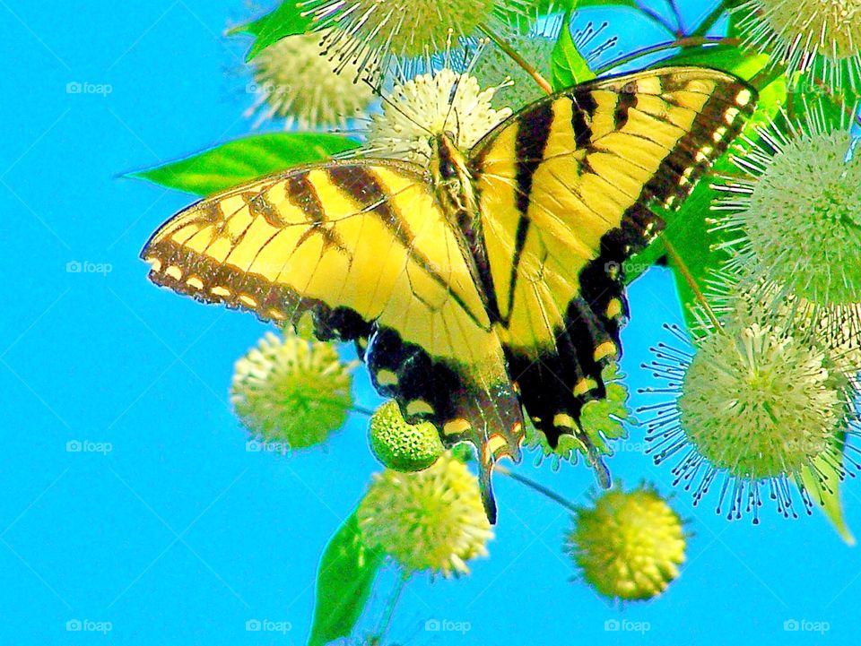 Beautiful Yellow Butterfly 