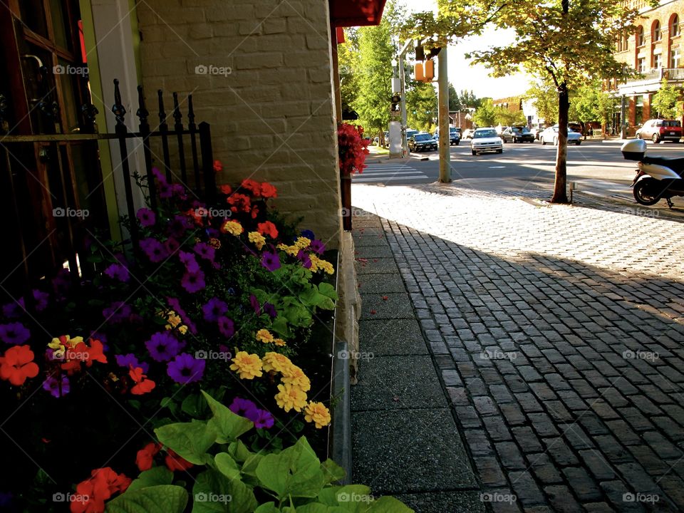 Flowers on street 