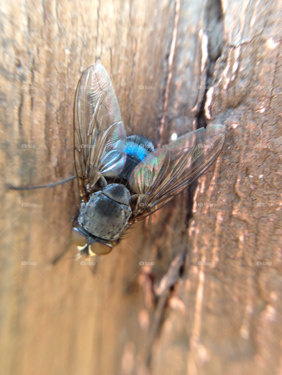 Close up/ macro fly shot