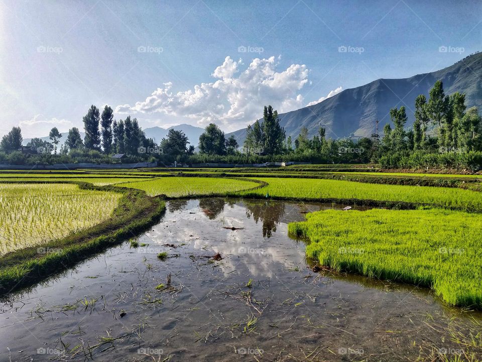 Beautiful View Of Agricultural Field In Kashmir