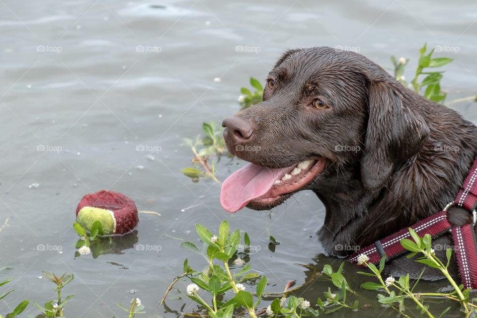 A beautiful young chocolate lab is ready for somebody the toss the ball way out in the lake again. 