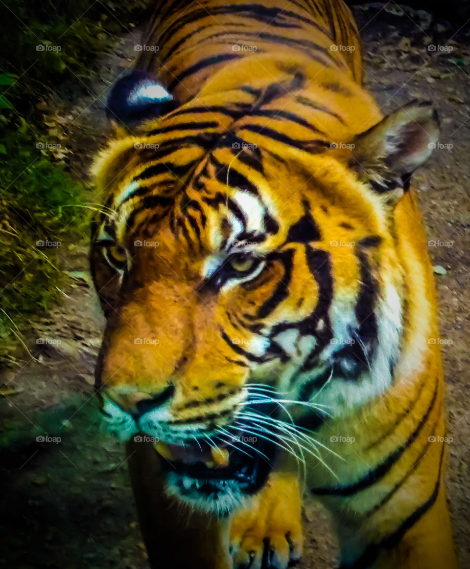 tiger