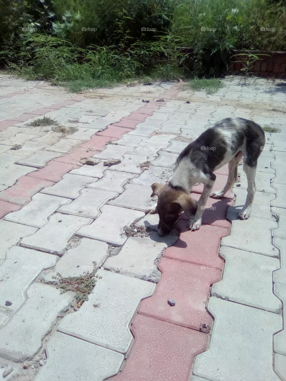 dog