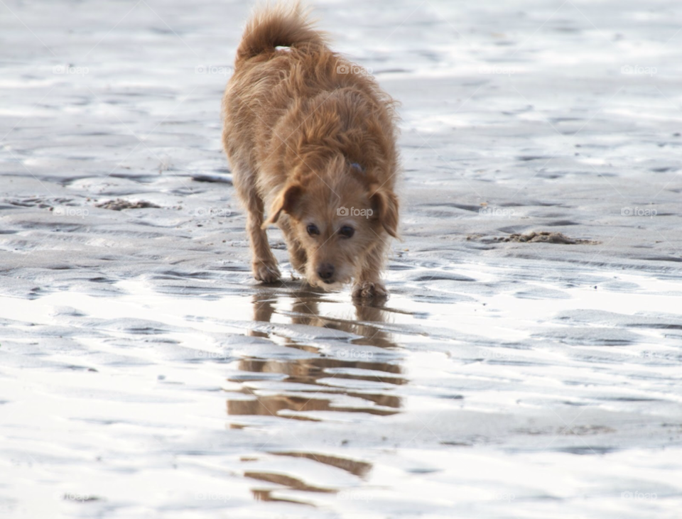 beach play dog fun by KathOnEarth