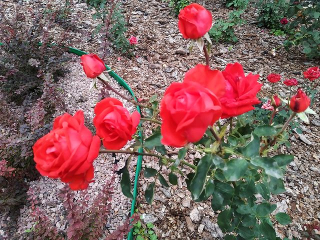 red roses
