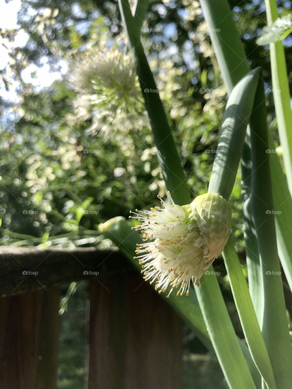 Green onions blooming 