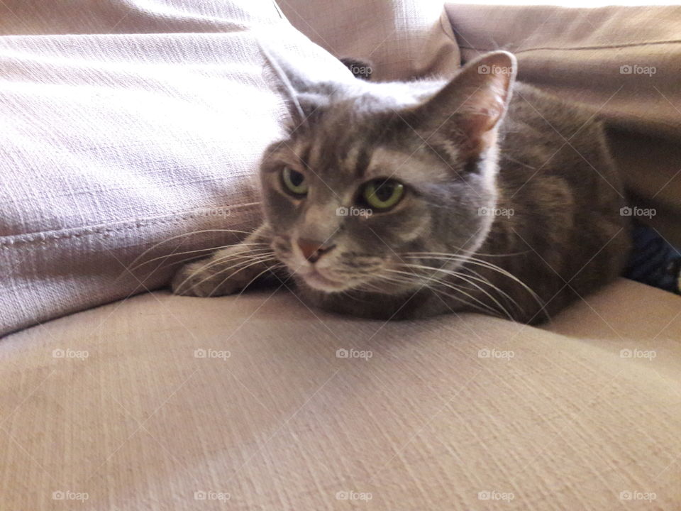 Cat on couch
