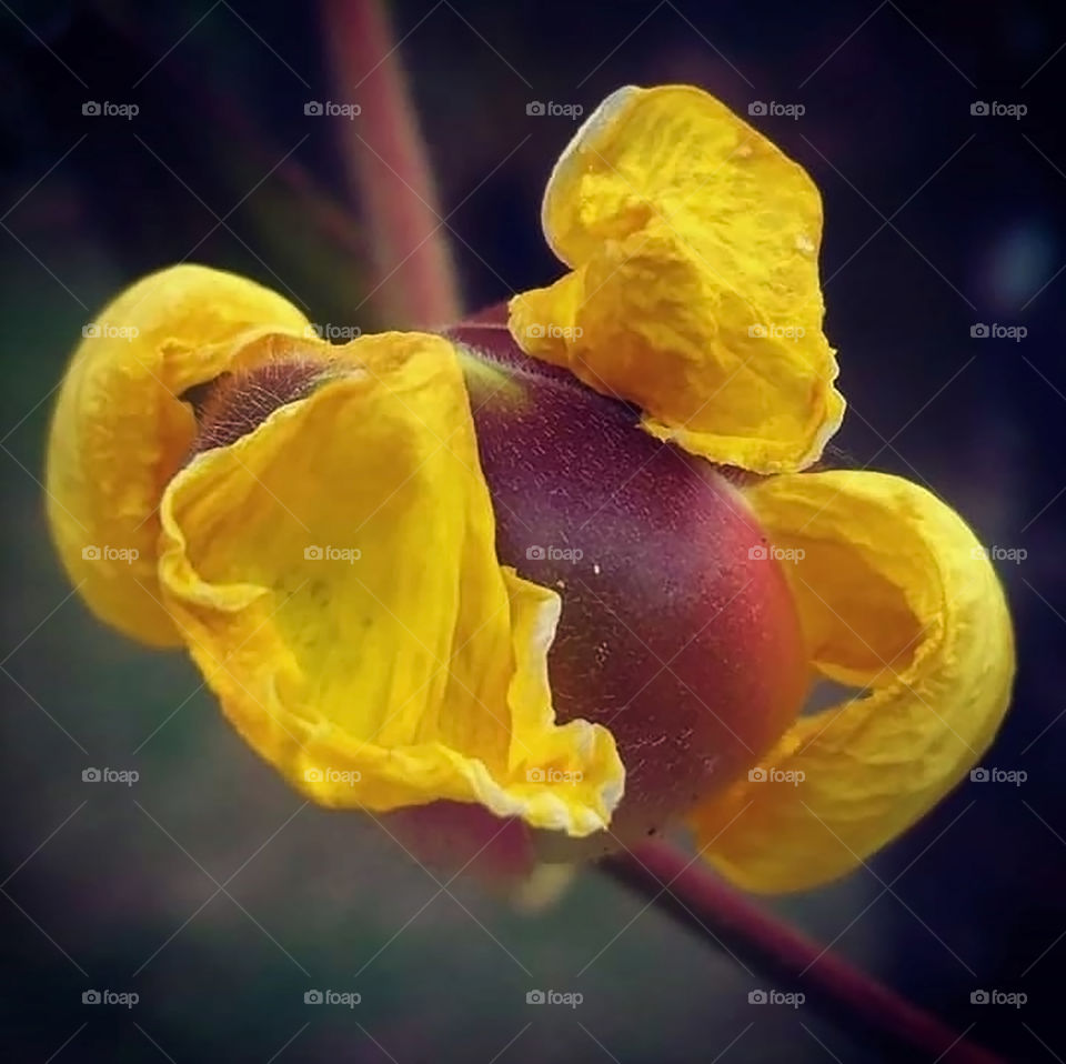 Yellow fruit flower