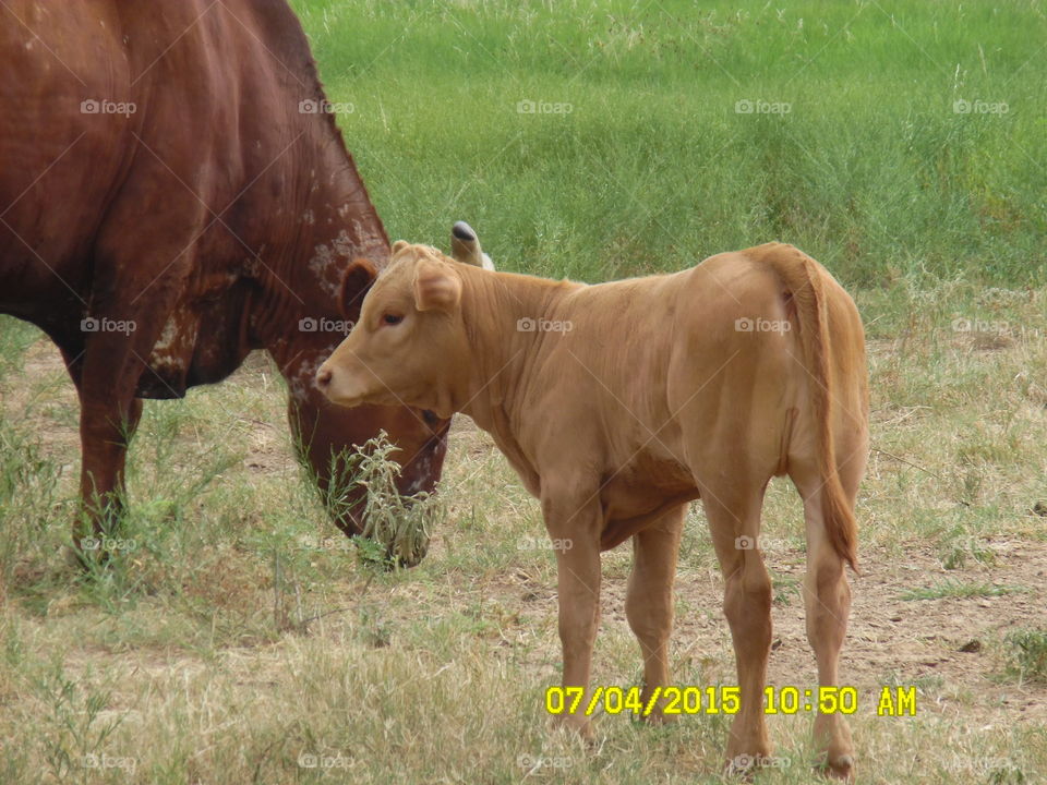 baby 👶 bull. This is a picture of a cute little calf that hasn't been winged yet. Picture location... 👣 🚶 🏃 🔥 💨 Graham Texas..