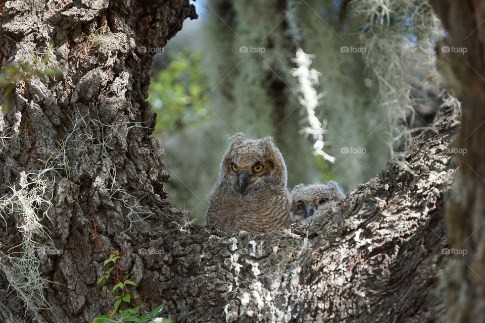 Two young owls