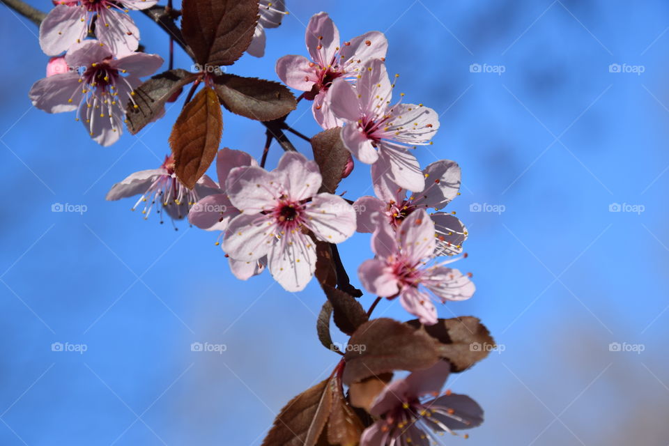 Spring time and flowering branch