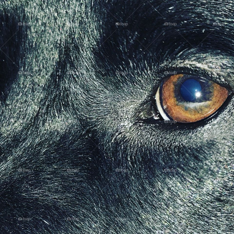 Close up detail of a dogs brown eye with black fur in color. 