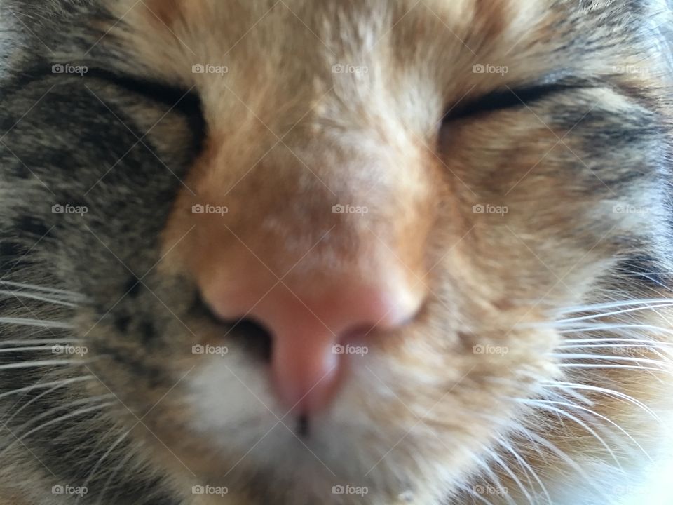 Cat nose up close