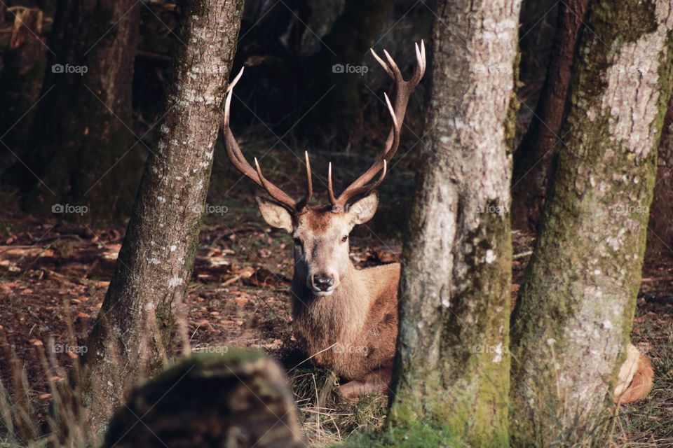 A noble animal, beautiful horns, deer in wood