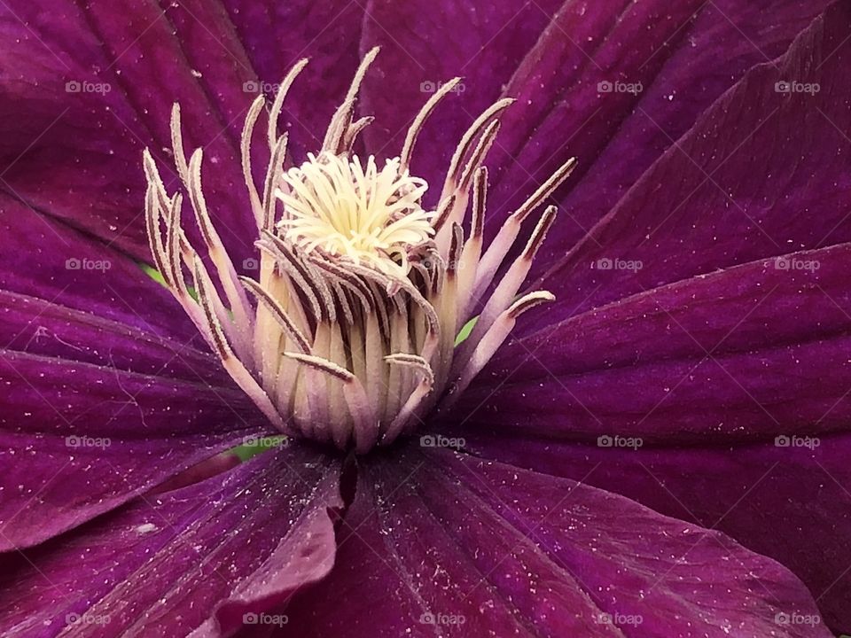 Clematis Closeup 