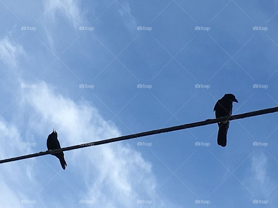 Crows on a wire