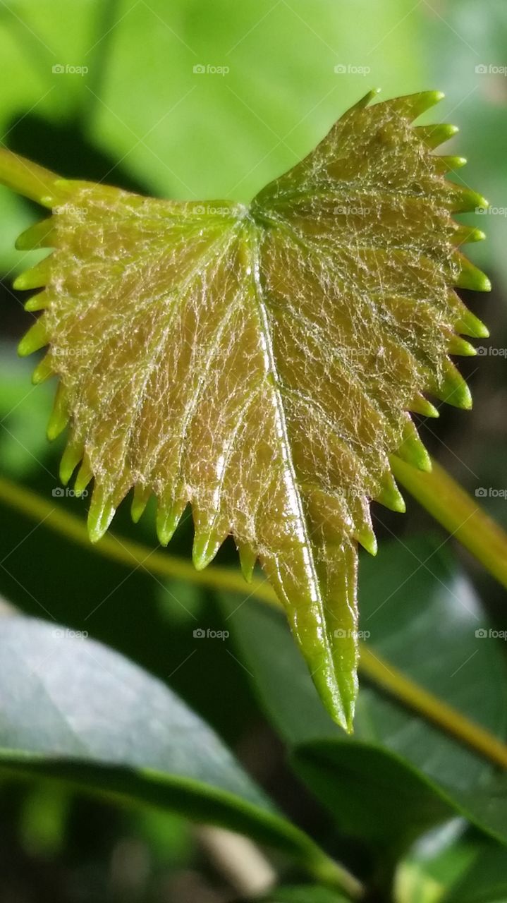 new leaf