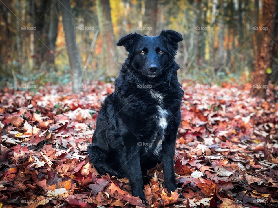 Black dog being attentive