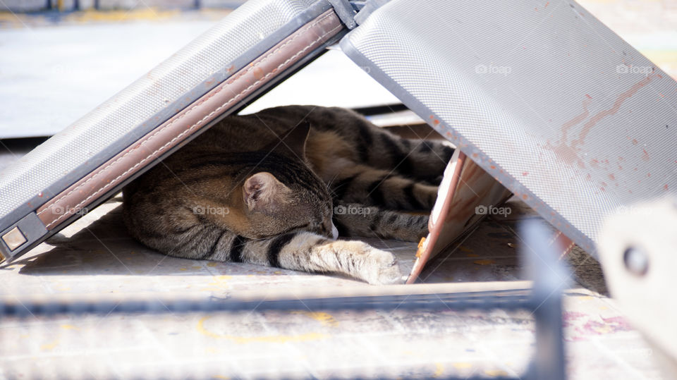 Little missy meow, finds her own comfort zone.