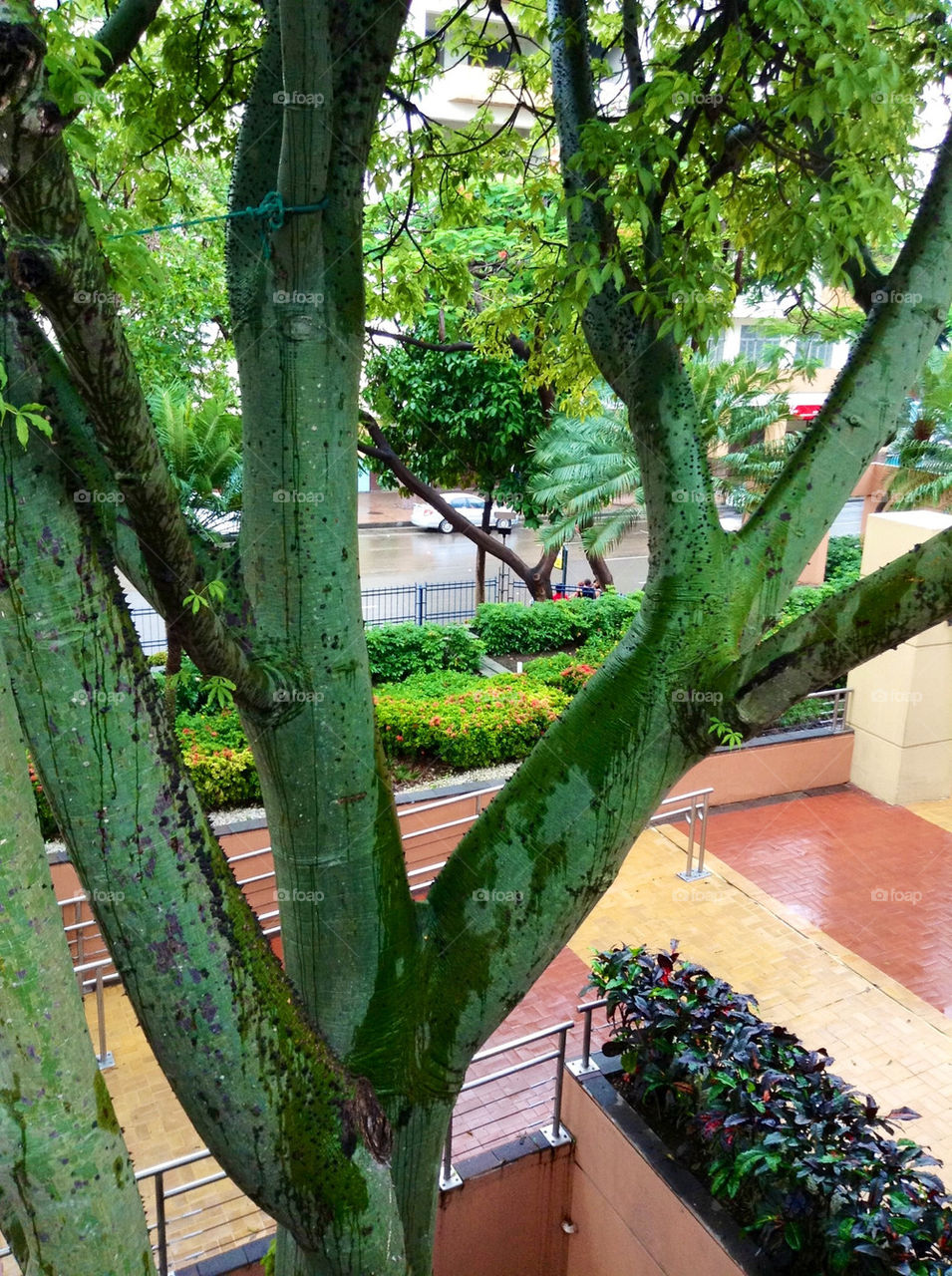 Exotic tree. Guayaquil , Ecuador.