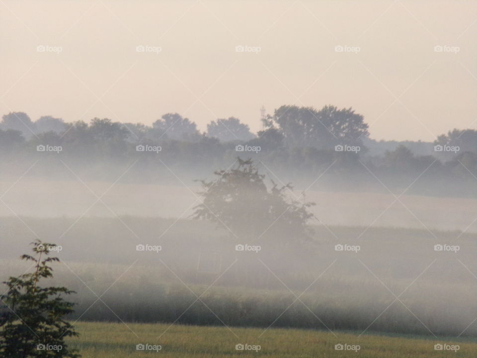 Nebel auf einer Wiese